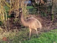 5 X 7MO EMUS BIDS PER LIFE - 4