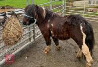 4YO MINIATURE SHETLAND STALLION