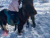 4YO MINIATURE SHETLAND STALLION - 2