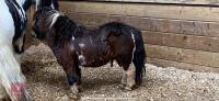 4YO MINIATURE SHETLAND STALLION - 3