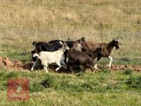 5 PYGMY CROSS GOATS BIDS PER LIFE