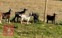 5 PYGMY CROSS GOATS BIDS PER LIFE - 2