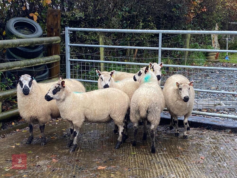 6 KERRY HILL EWES BIDS PER LIFE