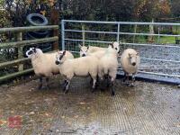 6 KERRY HILL EWES BIDS PER LIFE - 2