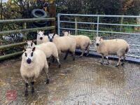 6 KERRY HILL EWES BIDS PER LIFE - 3