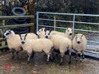 6 KERRY HILL EWES BIDS PER LIFE - 4