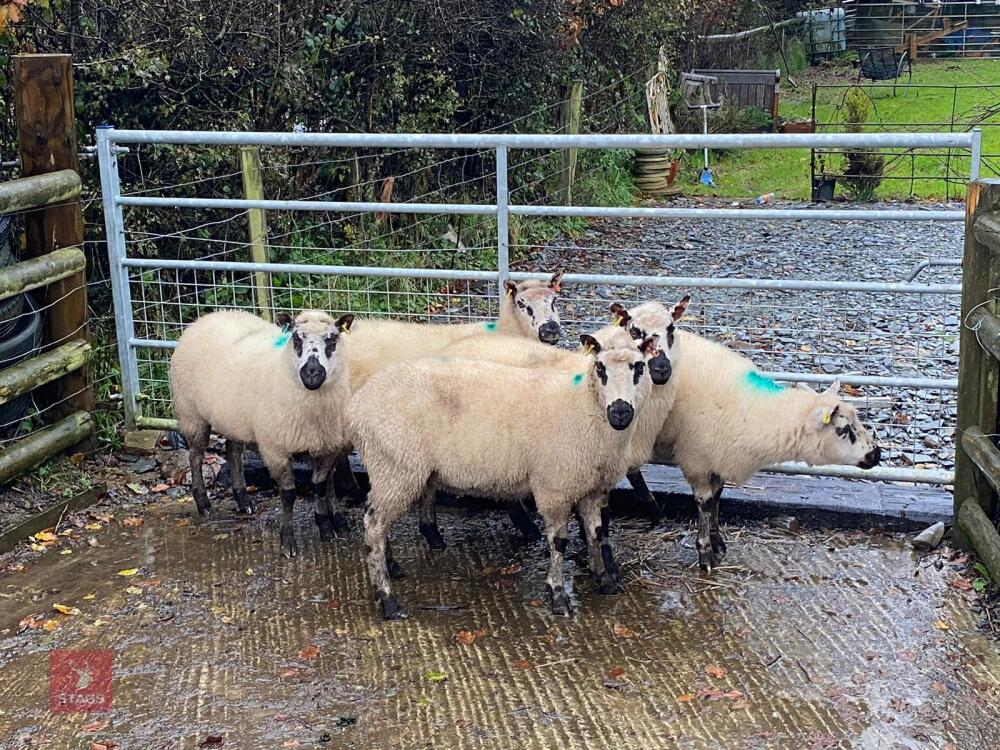 5 KERRY HILL EWES BIDS PER LIFE