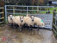 5 KERRY HILL EWES BIDS PER LIFE - 2