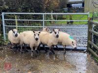 5 KERRY HILL EWES BIDS PER LIFE - 3