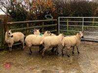 5 KERRY HILL EWES BIDS PER LIFE - 4