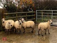 5 KERRY HILL EWES BIDS PER LIFE - 5