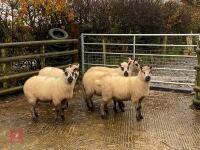 5 KERRY HILL EWES BIDS PER LIFE - 6