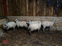 5 KERRY HILL EWES BIDS PER LIFE - 7