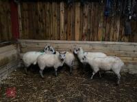 5 KERRY HILL EWES BIDS PER LIFE - 8