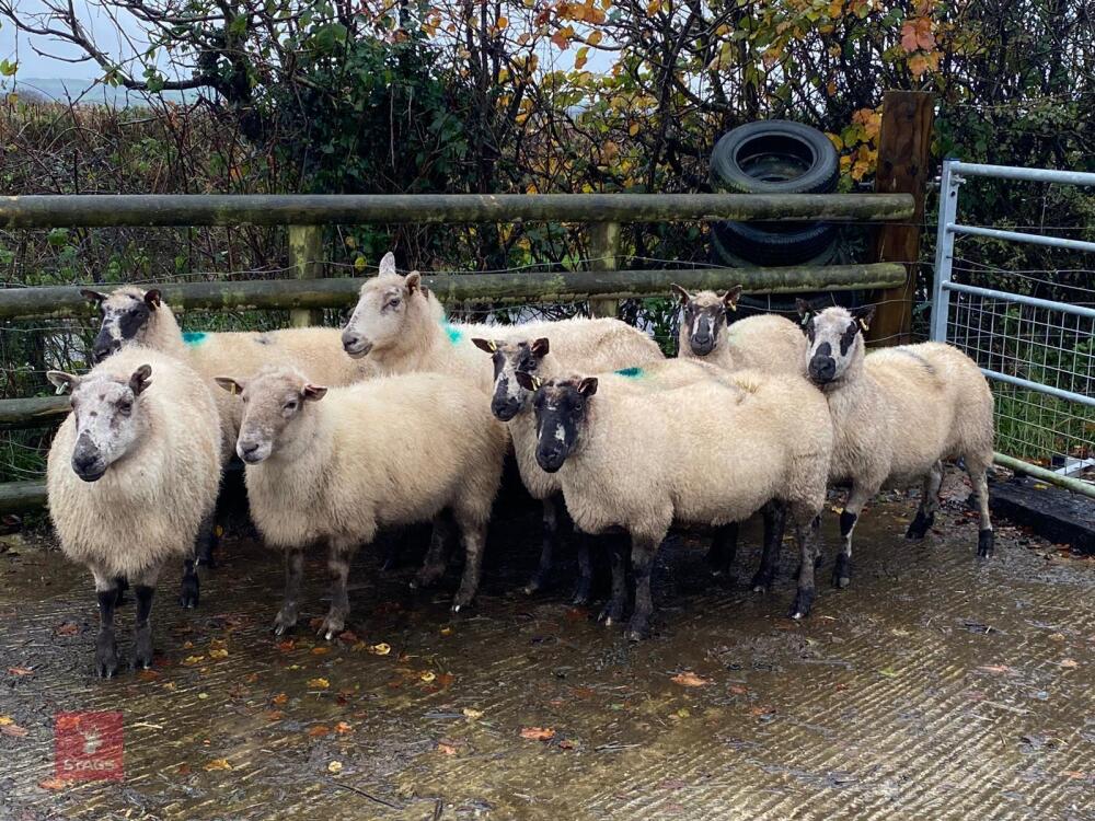 9 KERRY HILL EWES BIDS PER LIFE