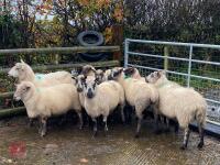 9 KERRY HILL EWES BIDS PER LIFE - 2