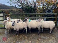 9 KERRY HILL EWES BIDS PER LIFE - 3