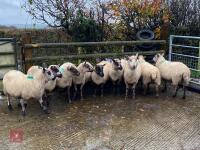 9 KERRY HILL EWES BIDS PER LIFE - 4