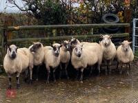 9 KERRY HILL EWES BIDS PER LIFE - 5