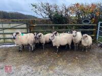 9 KERRY HILL EWES BIDS PER LIFE - 6