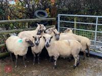 9 KERRY HILL EWES BIDS PER LIFE - 7