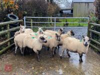 9 KERRY HILL EWES BIDS PER LIFE - 8