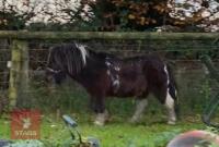 4YO MINIATURE SHETLAND STALLION - 5