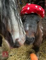 4YO MINIATURE SHETLAND STALLION - 6