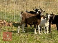 5 PYGMY CROSS GOATS BIDS PER LIFE - 3