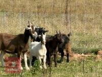 5 PYGMY CROSS GOATS BIDS PER LIFE - 4