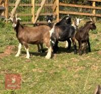 5 PYGMY CROSS GOATS BIDS PER LIFE - 5