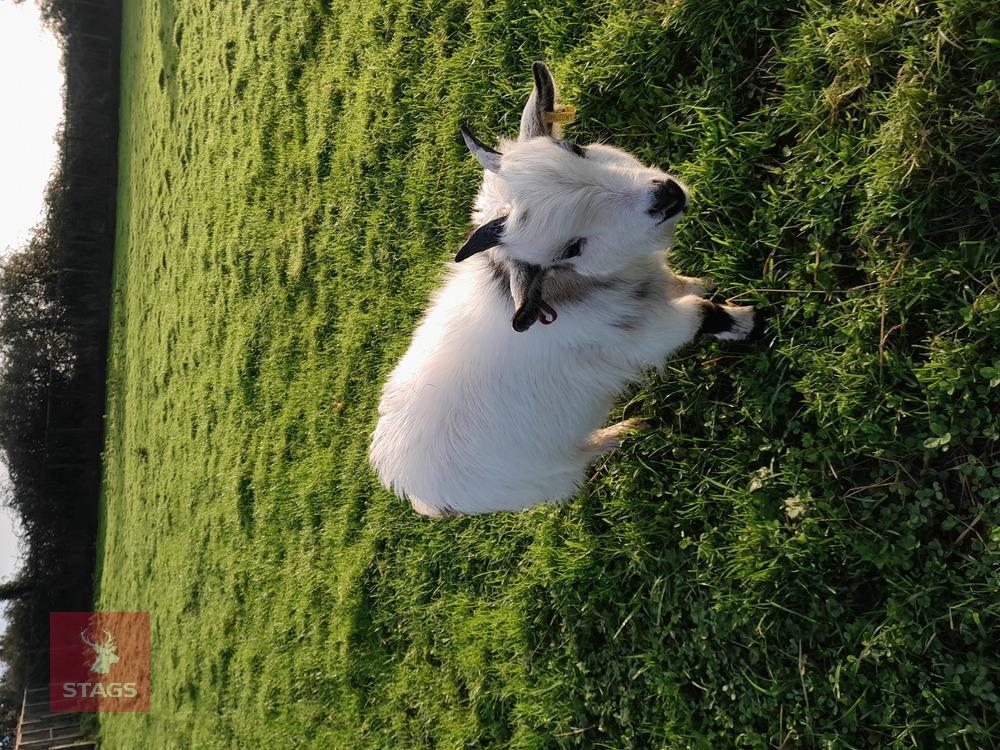 PYGMY BILLY GOAT