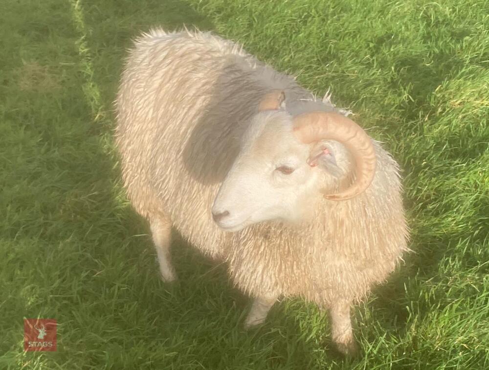 WILTSHIRE HORN RAM