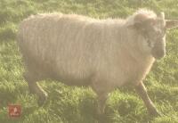 WILTSHIRE HORN RAM