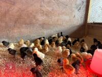 20 X 3WK FEMALE CHICKS BIDS FOR GROUP