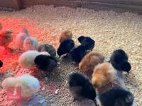 20 X 3WK FEMALE CHICKS BIDS FOR GROUP - 2