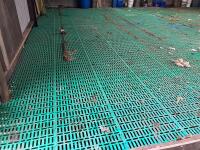 36' X 30' SLATTED SHEEP FLOOR (181) - 6