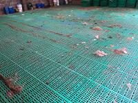 36' X 30' SLATTED SHEEP FLOOR (181) - 8