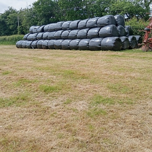 50 ROUND BALES OF SILAGE BIDS PER BALE