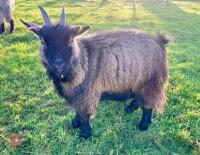 3YO PEDIGREE PYGMY NANNY GOAT