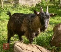 3YO PEDIGREE PYGMY NANNY GOAT - 2