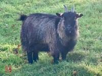 3YO PEDIGREE PYGMY NANNY GOAT - 3