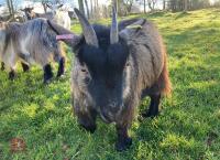 3YO PEDIGREE PYGMY NANNY GOAT - 4