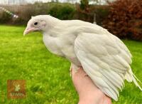 5 X 9WK HYBRID WHITE LEGHORNS HENS BIDS PER LIFE