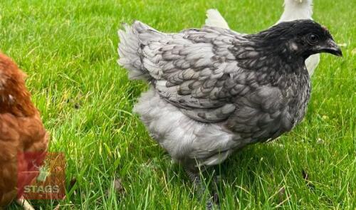 5 X 9WK BLUEBELLS HENS BIDS PER LIFE