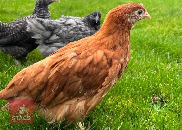 5 X 9WK CALDER RANGER HENS BIDS PER LIFE