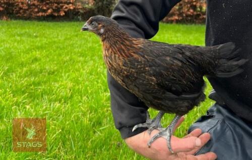 5 X 9WK BLACK ROCK HENS BIDS PER LIFE