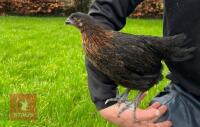 5 X 9WK BLACK ROCK HENS BIDS PER LIFE