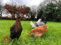 5 X 9WK BLACK ROCK HENS BIDS PER LIFE - 3