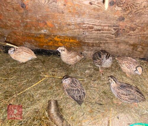 6 X 3MO UNSEXED QUAILS BIDS FOR GROUP